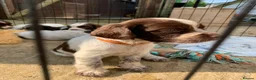 Sprocker dogs for sale: 2boys2girls READY TO LEAVE NOW Cocker Spaniels - Advert 34