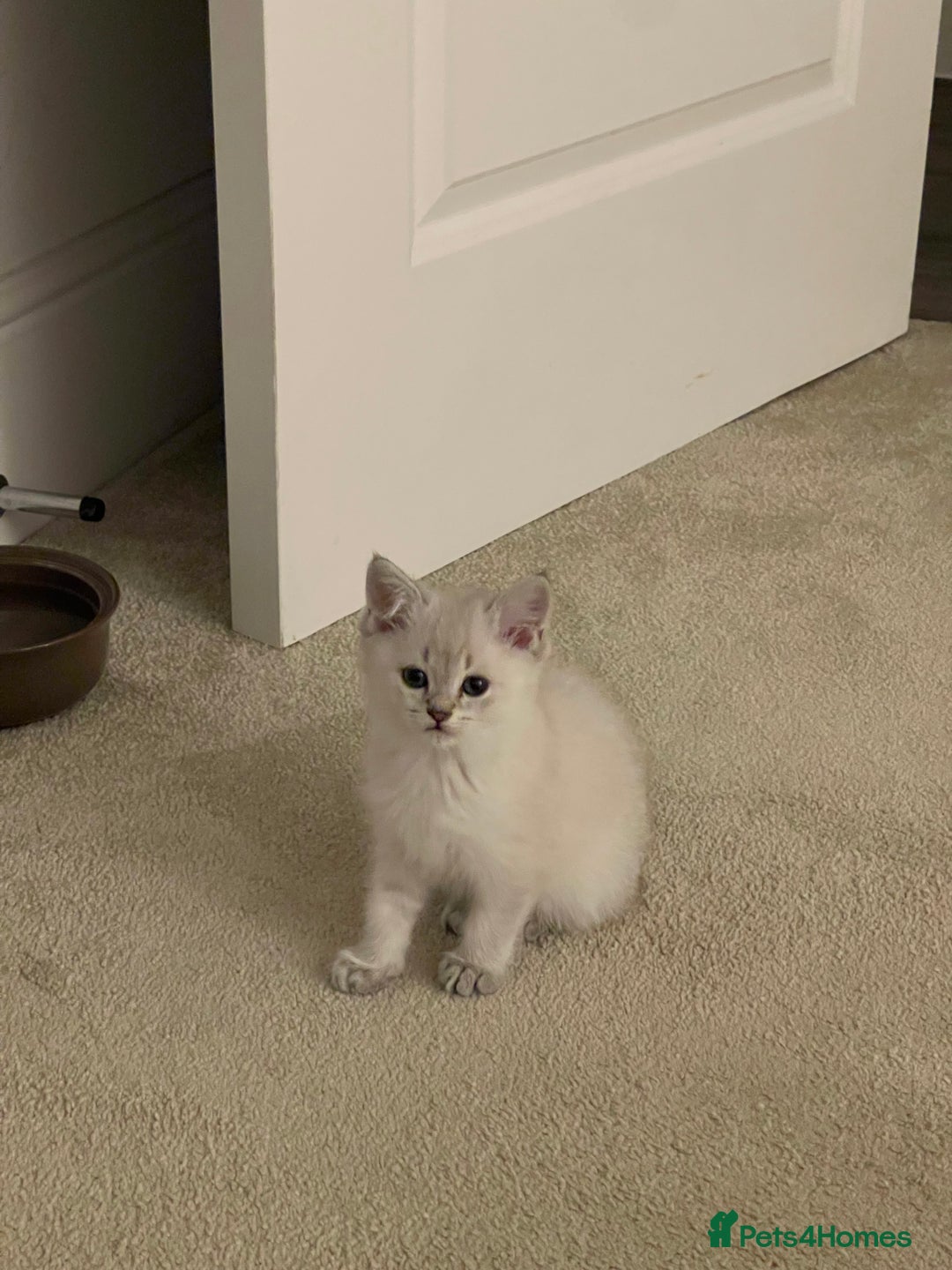 Scottish Fold cats for sale: ✨ STUNNING SCOTTISH FOLD KITTENS ✨ - Advert 6