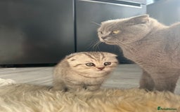 British Shorthair cats for sale: Chocolate spotty Scottish fold kittens - Image 5