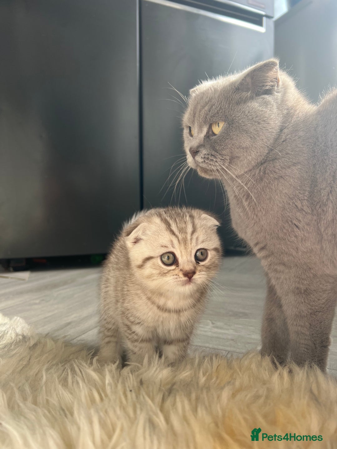 British Shorthair cats for sale: Chocolate spotty Scottish fold kittens - Image 5