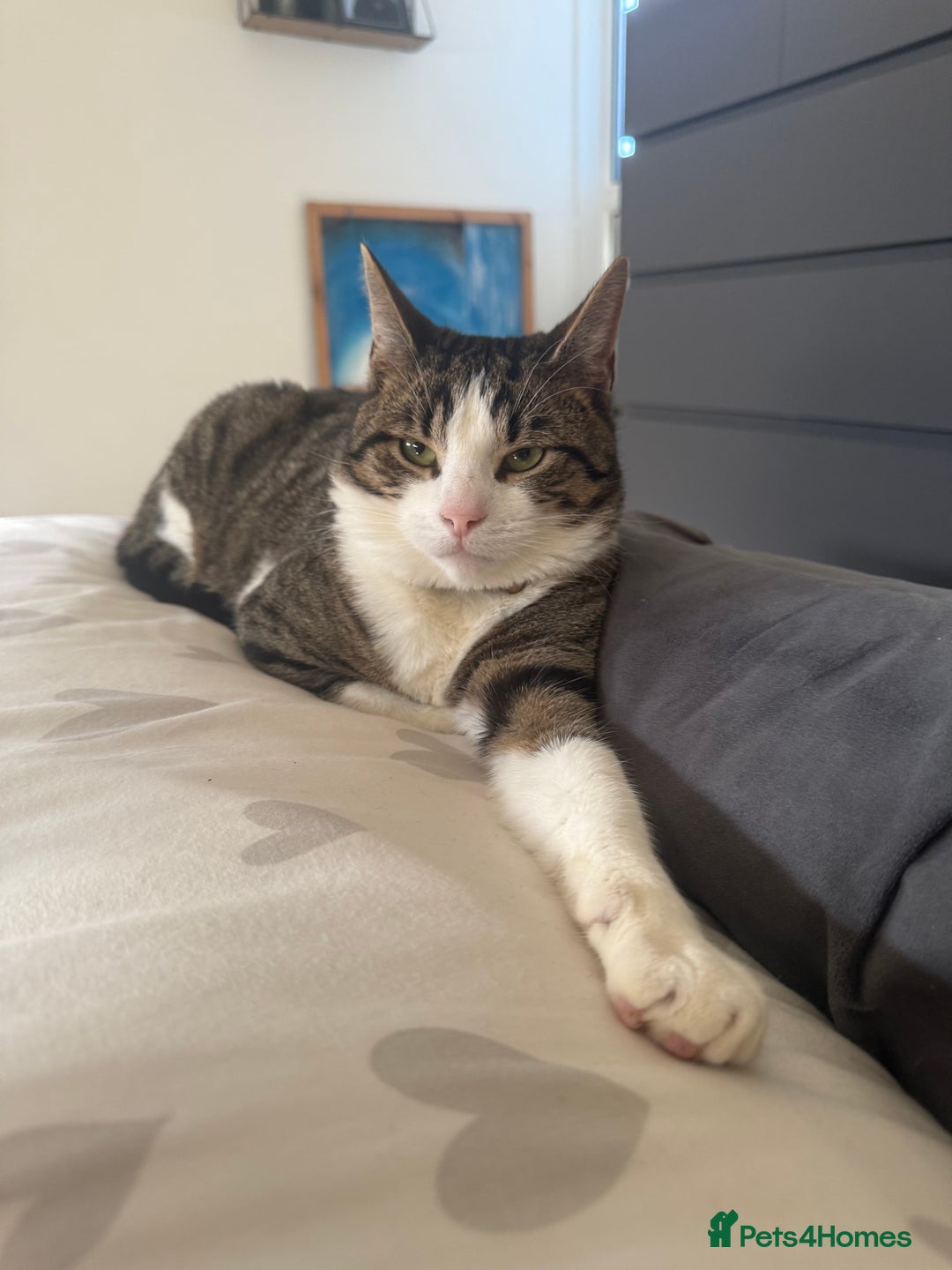 Mixed Breed cats for sale: 8 month Bengal cross male intact  - Advert 1