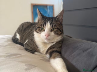 Mixed Breed cats 8 month Bengal cross male intact - Advert 1