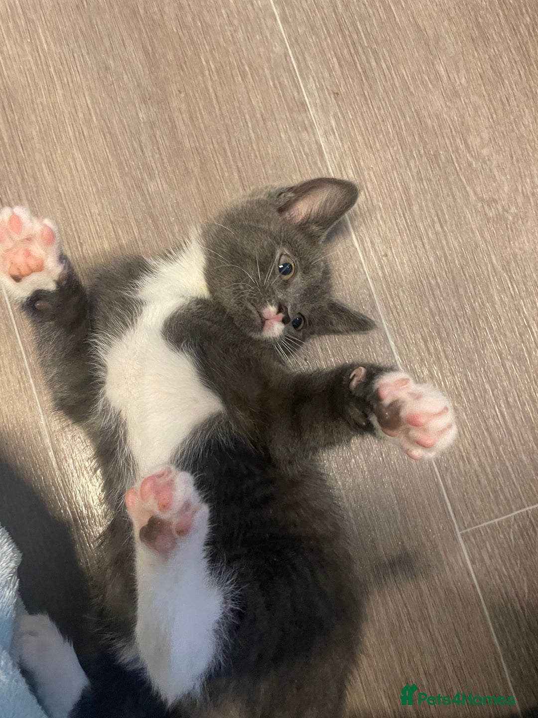 Domestic Shorthair cats for sale: 2 adorable girl kittens for sale  - Advert 10