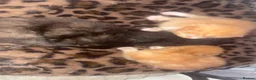 Mixed Breed cats for sale: 4 lovely kittens available  - Advert 5