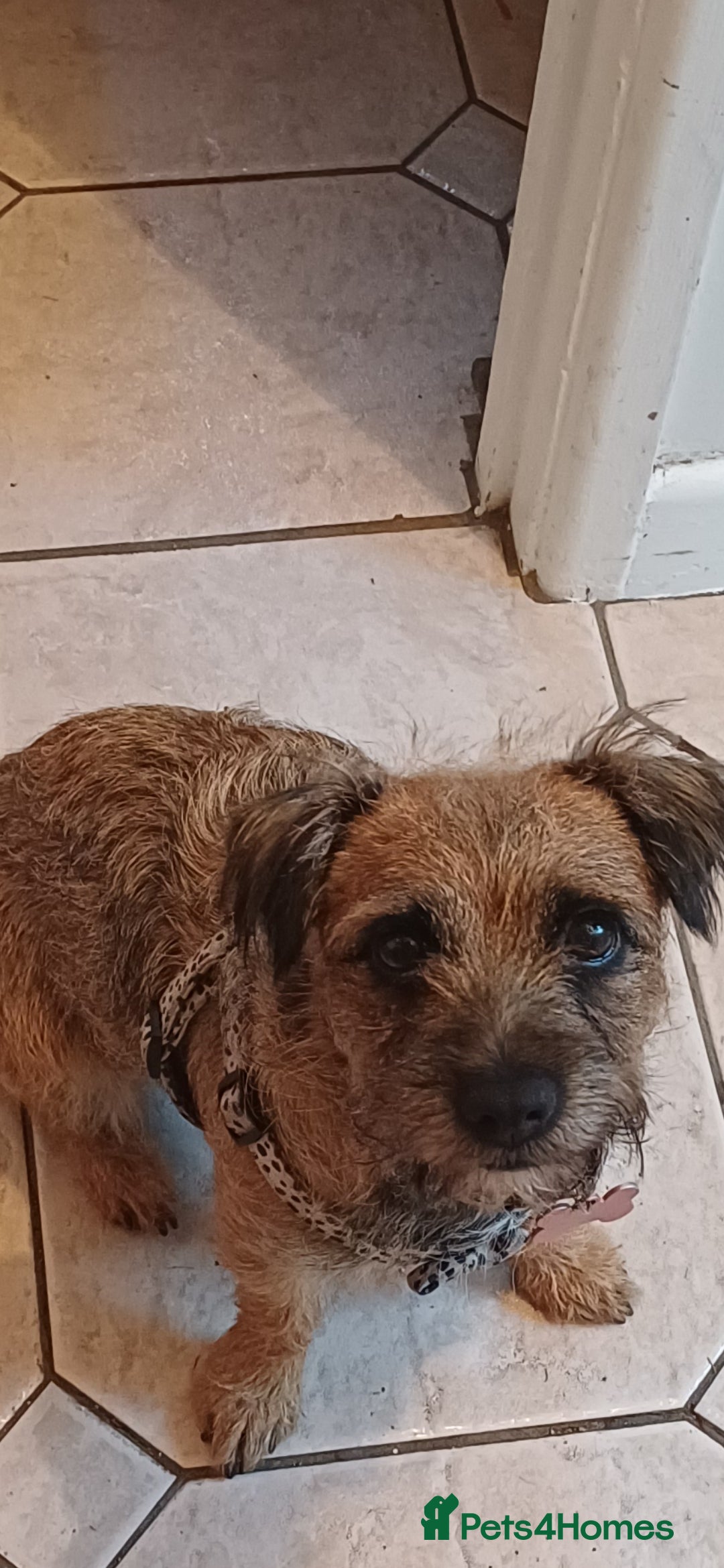 Border Terrier dogs for sale: Emily  - Image 1
