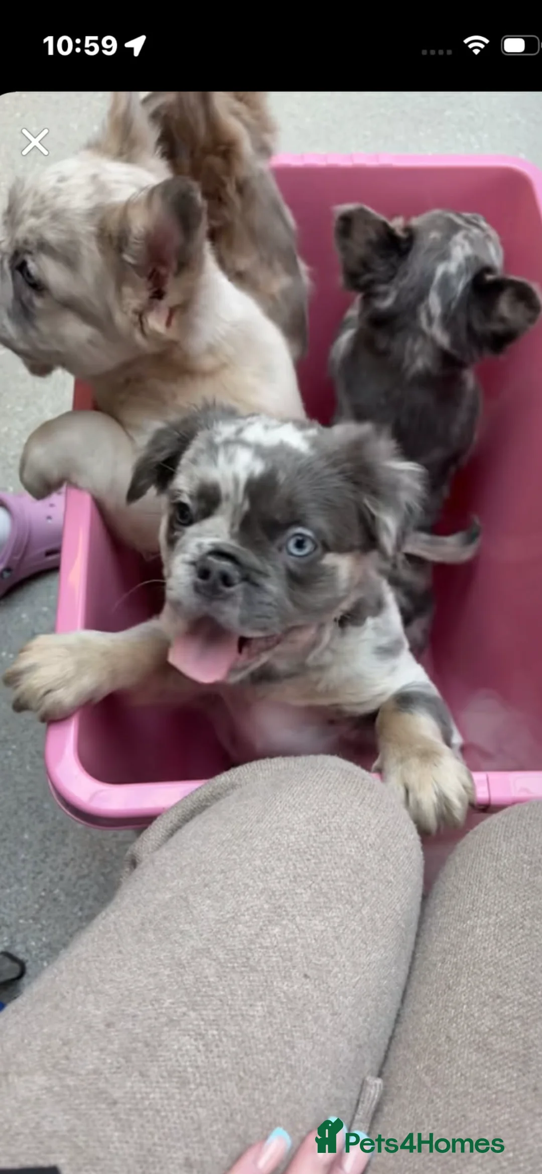 French Bulldog dogs for sale: Female fluffy frenchie  - Advert 3