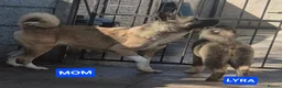 Akita dogs for sale: AMERICAN AKITA FEMALE (LAST ONE) - Advert 11