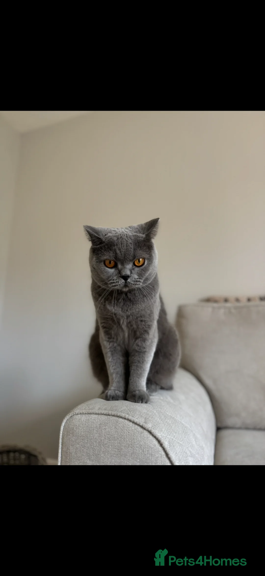 British Shorthair cats for sale: 3 year old British Shorthair Cat for rehoming  - Advert 4