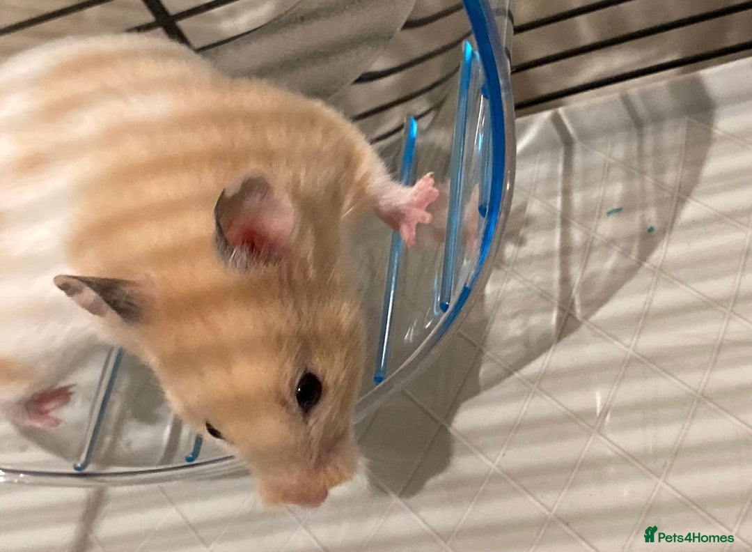 Hamster rodents for sale: Syrian Hamster - Image 2