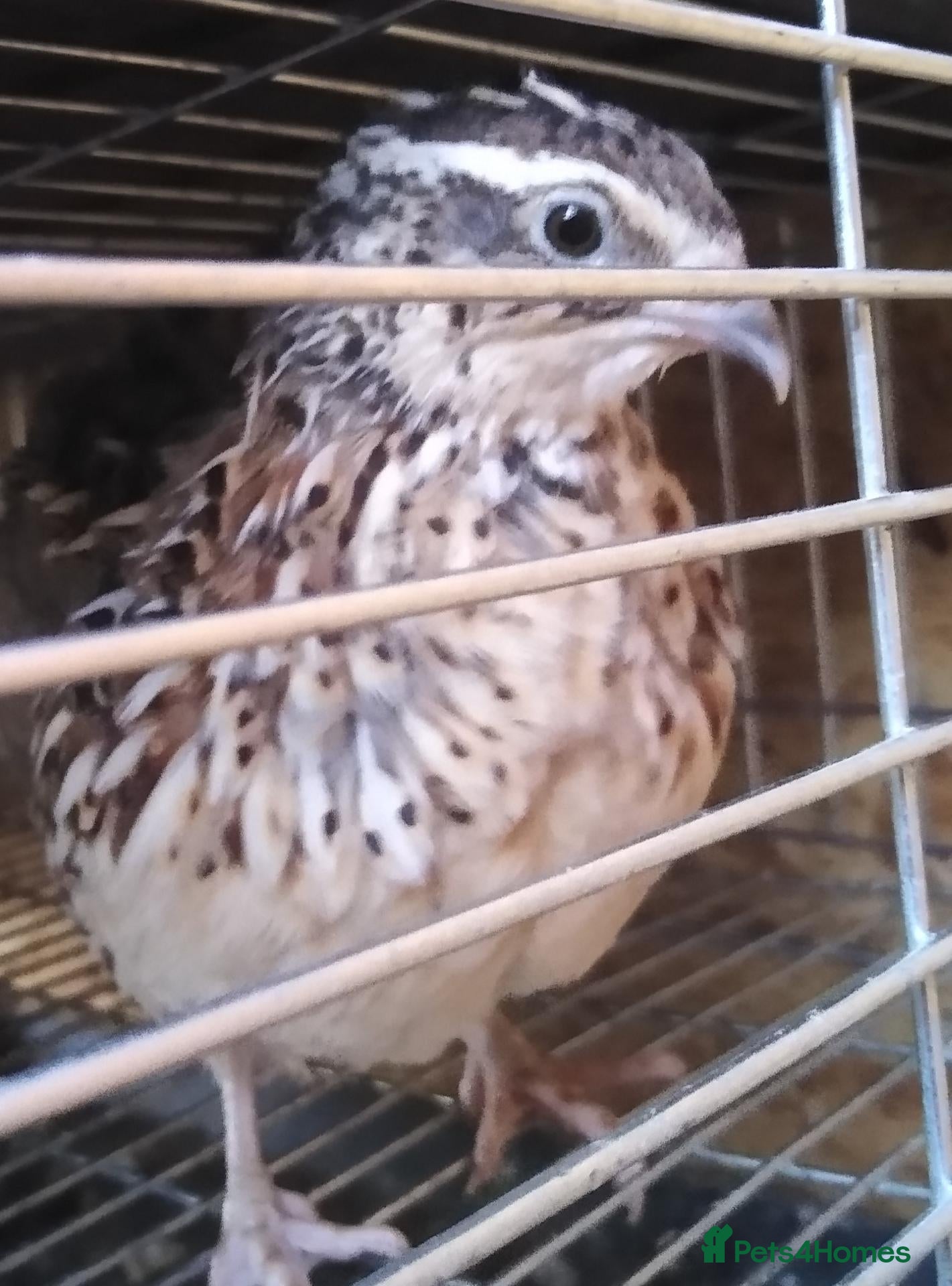 Quail poultry Female coturnix brown or white jumbo quails  - Advert 3