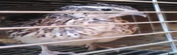 Quail poultry for sale: Female coturnix brown or white jumbo quails  - Advert 1