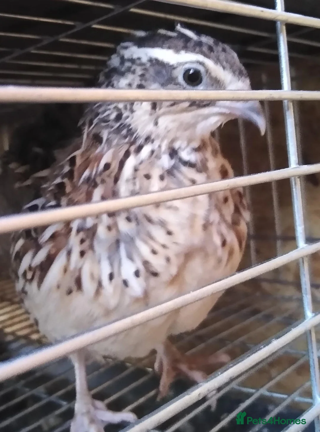 Quail poultry for sale: Female coturnix brown or white jumbo quails  - Advert 1