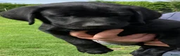 Labrador Retriever dogs for sale: Fantastic Royal Kennel Club Puppies  - Advert 9