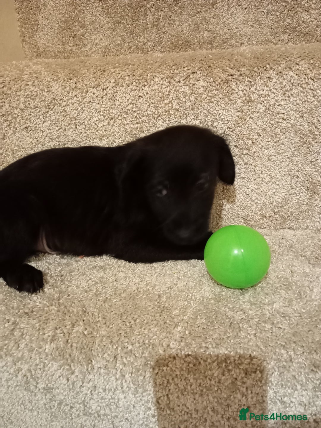 Mixed Breed dogs for sale: Cockapoo cross puppies - Advert 2