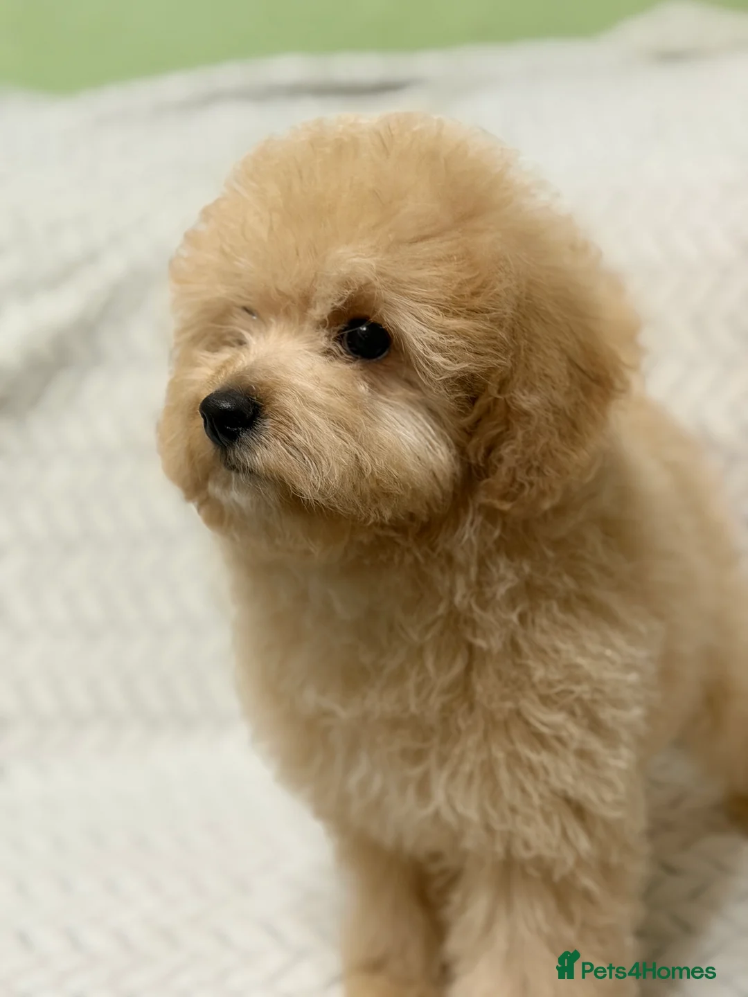 Mixed Breed dogs for sale: 🐾🐾 F1 Bb Maltipoo Puppies Boys and Girls 🐾🐾 - Advert 11