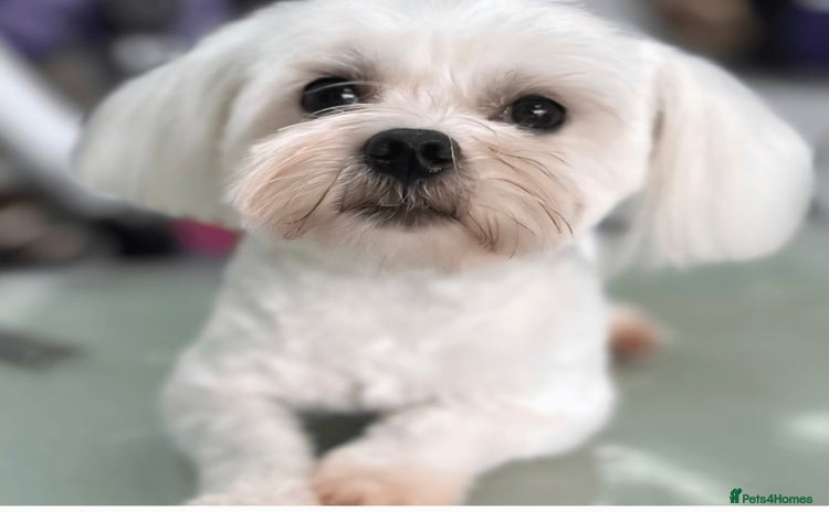 Maltese dogs - Advert 1