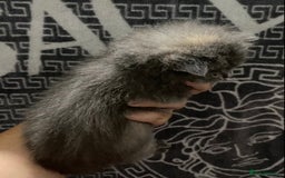 British Shorthair cats for sale: 2 girls 1 boy very docile  - Image 6
