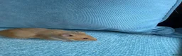 Hamster rodents for sale: Cage and Cinnamon female syrian hamster  - Advert 2