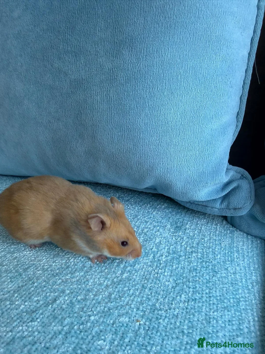 Hamster rodents for sale: Cage and Cinnamon female syrian hamster  - Advert 2