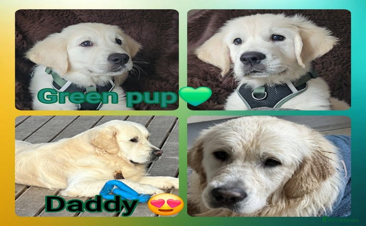 Golden Retriever dogs - Advert 2