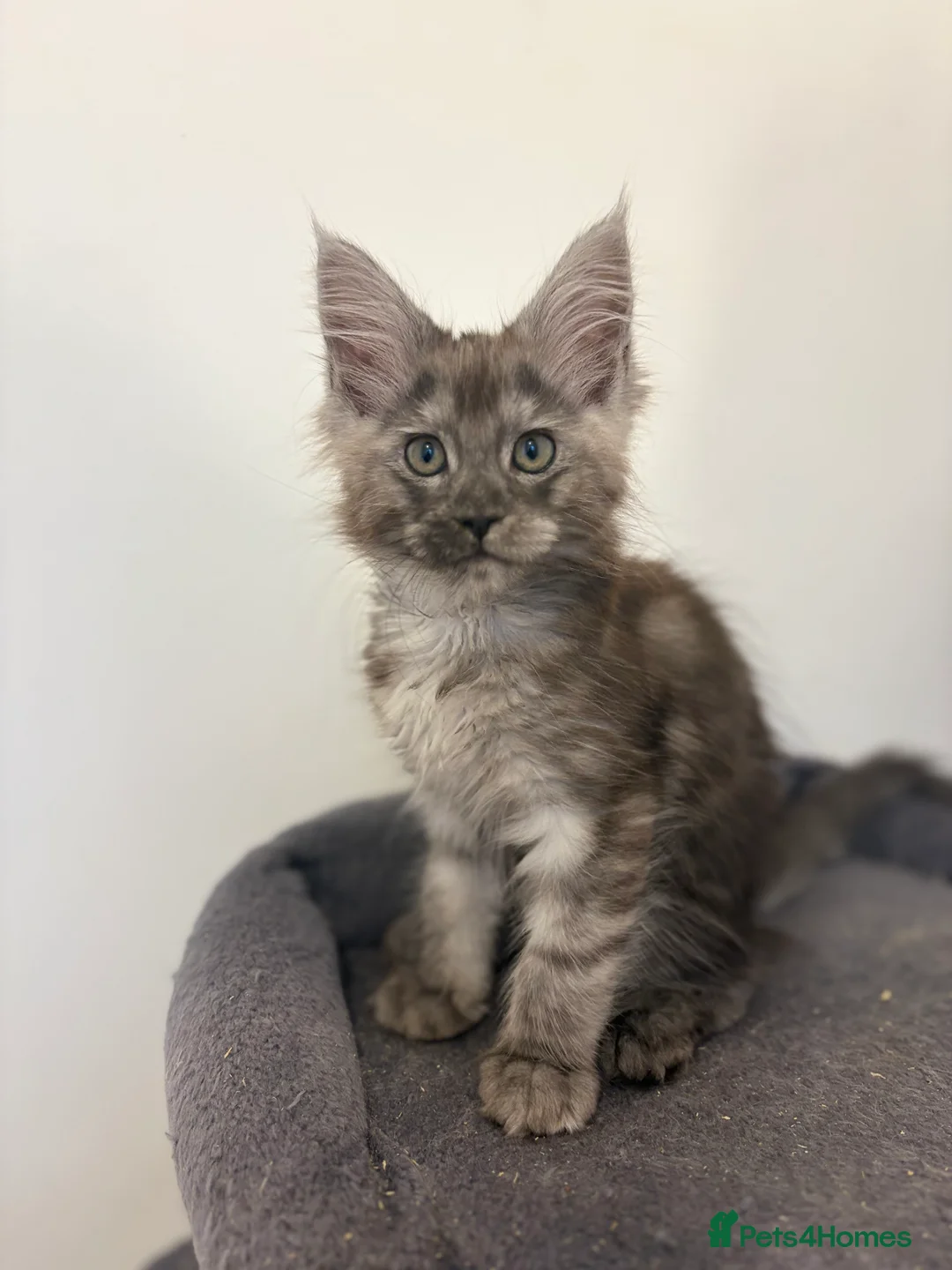 Maine Coon cats for sale: Maine Coon Kittens  - Advert 20