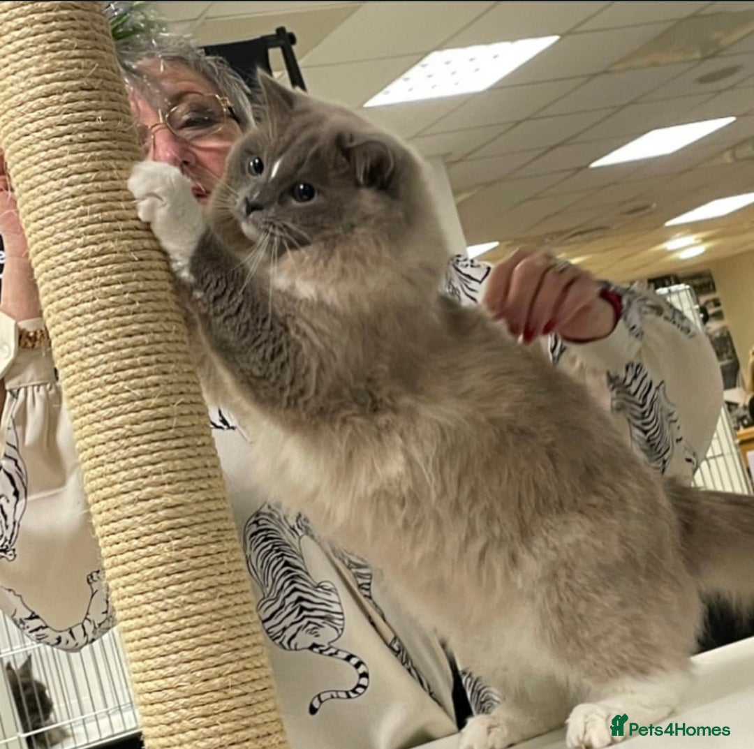 Ragdoll cats for sale: Registered Sepia ragdolls (cherubim's)  - Advert 12