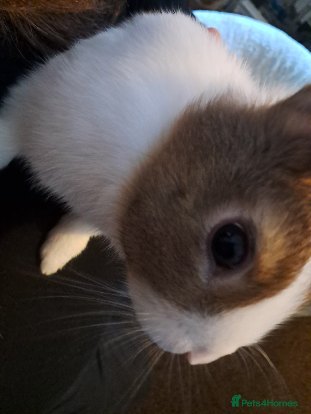 Dutch rabbits for sale: 1 baby male rabbit  - Advert 2