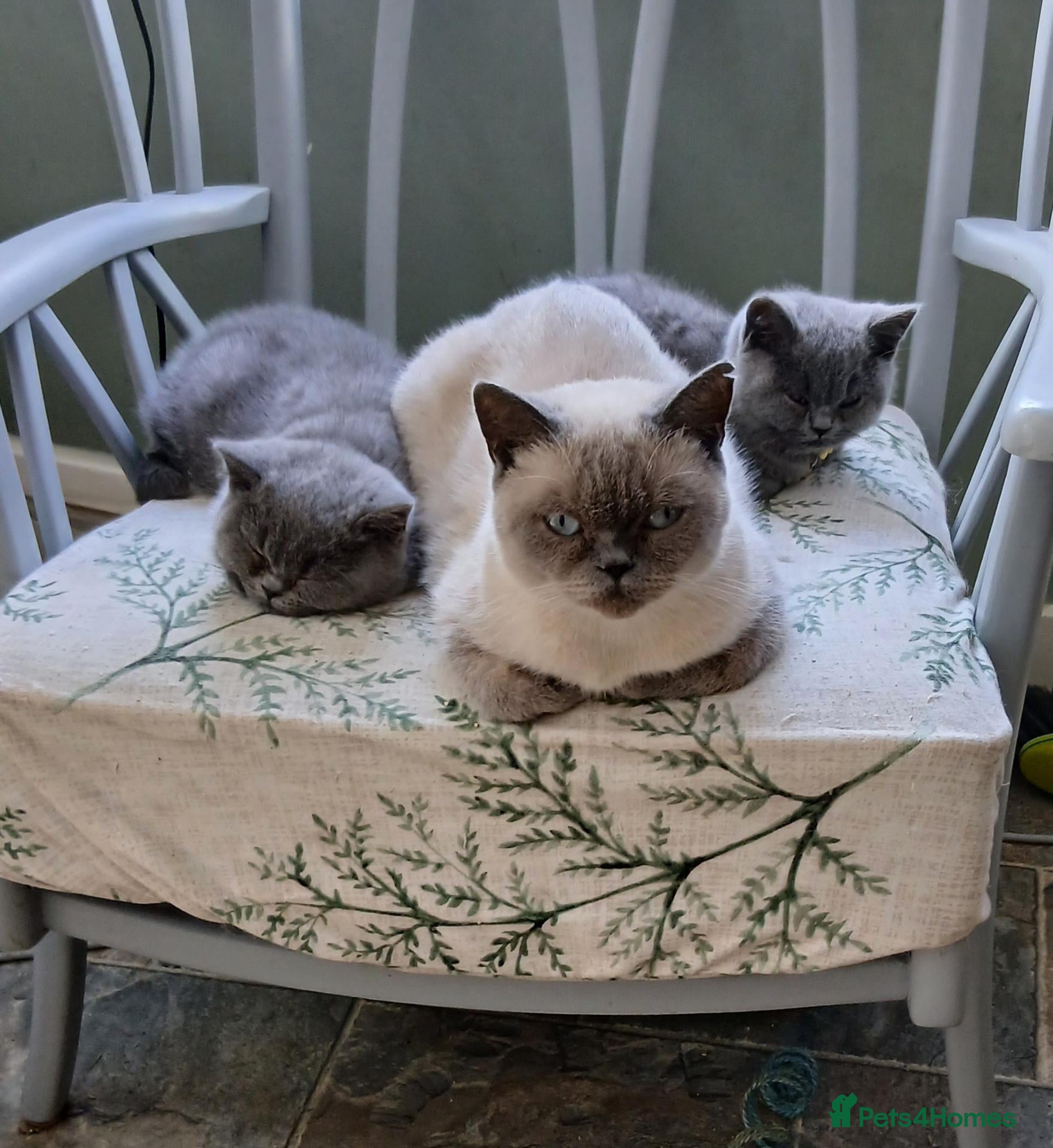 British Shorthair cats British blue shorthair kittens - Advert 1