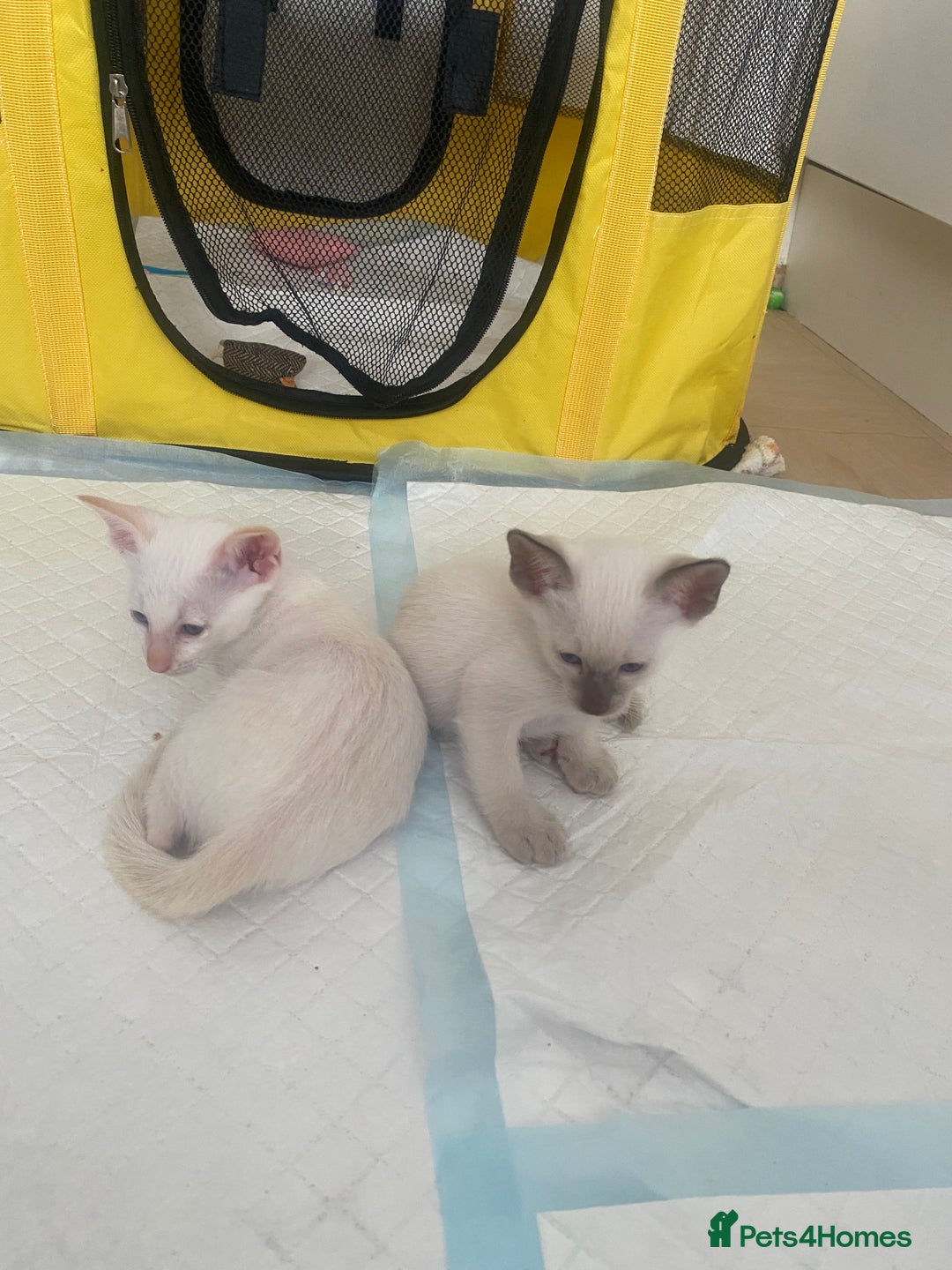 Siamese cats for sale: 🤩🐱Beautiful Siamese kittens for sale🐱⚡️ - Image 11