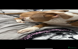 Mixed Breed dogs for sale: Simba  - Image 7