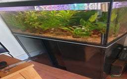 Live Bearers fish for sale: Fishtank and fish - Image 1