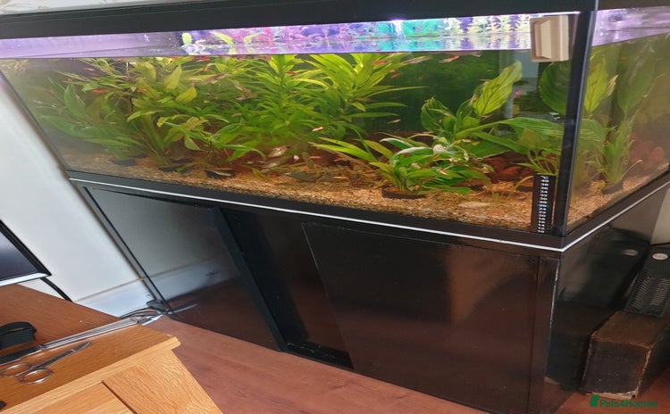 Live Bearers fish - Advert 1