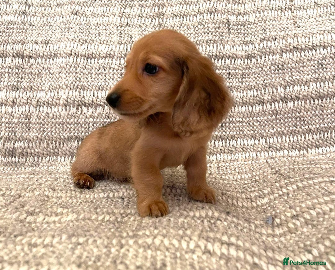 Miniature Dachshund dogs for sale: Beautiful Miniature long-haired Dachshund Pups - Image 4
