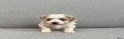 Maltipoo dogs for sale: Beautiful Maltipoochon puppies  - Advert 7