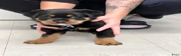 Rottweiler dogs for sale: ROTTWEILER PUPPIES "ready to go" - Advert 16