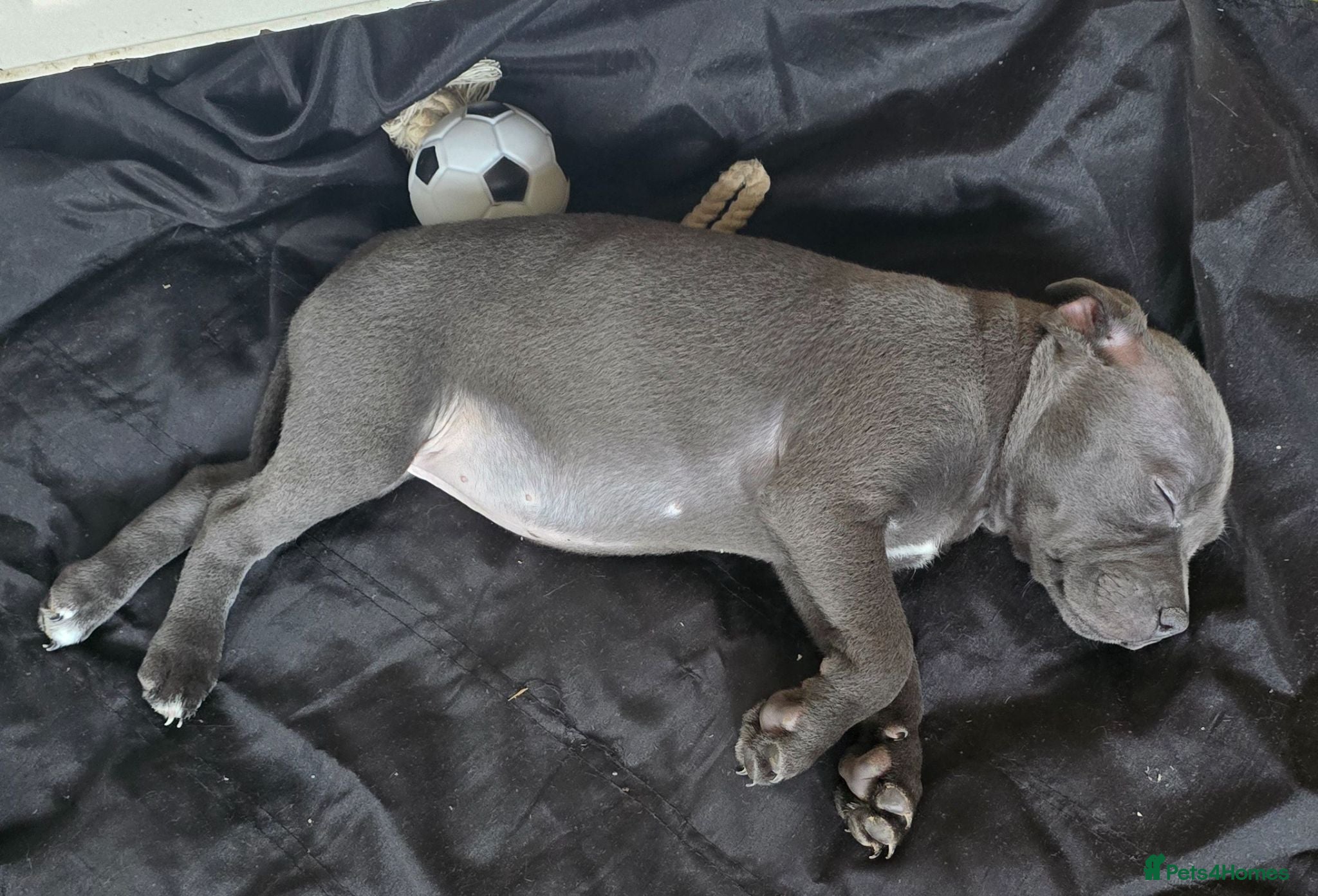 Staffordshire Bull Terrier dogs Stunning KC reg SBT BLUE PUPS - Advert 2