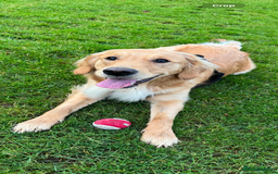 Golden Retriever dogs for sale: Perfect Golden Retriever Pups due 21st November!  - Image 8