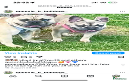 French Bulldog dogs for sale: French bulldog  - Image 25