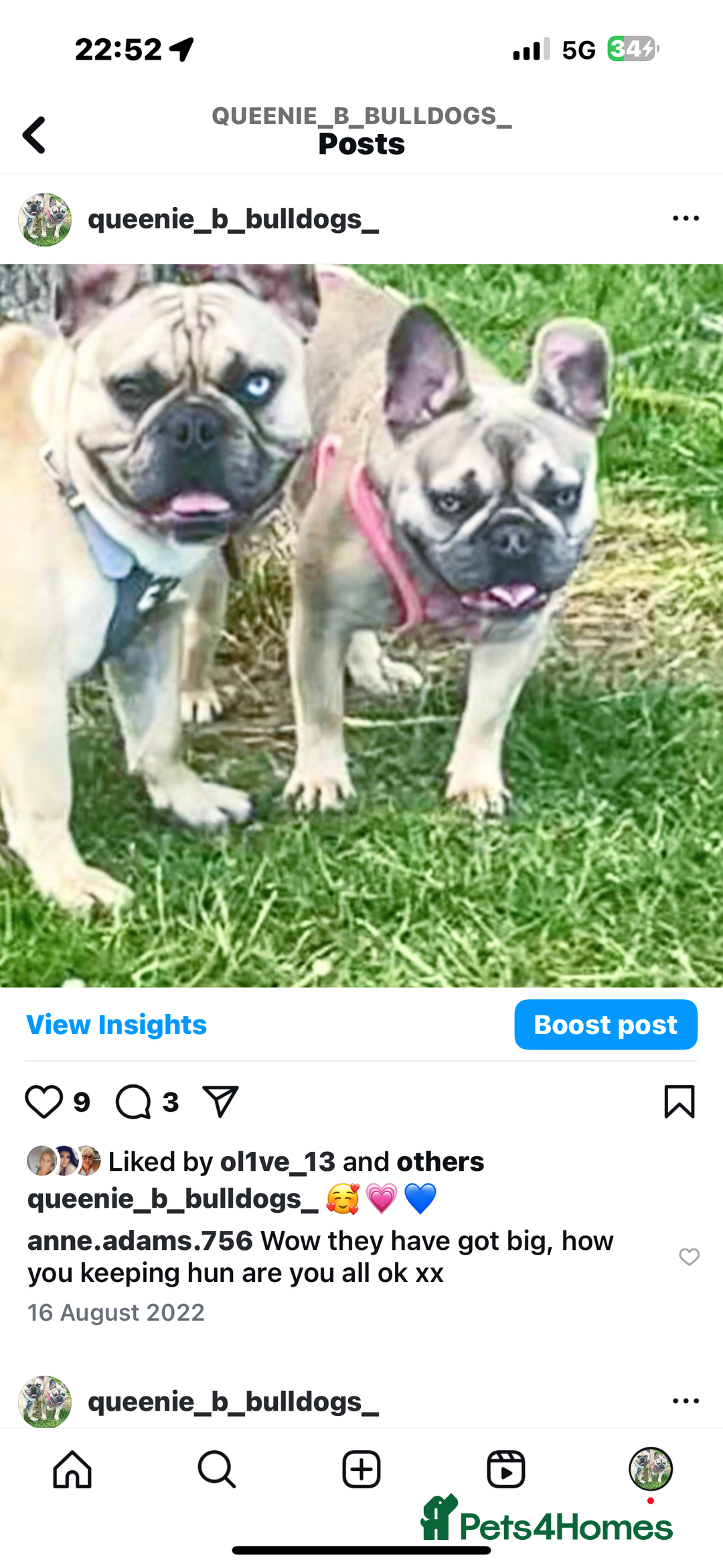 French Bulldog dogs for sale: French bulldog  - Image 25