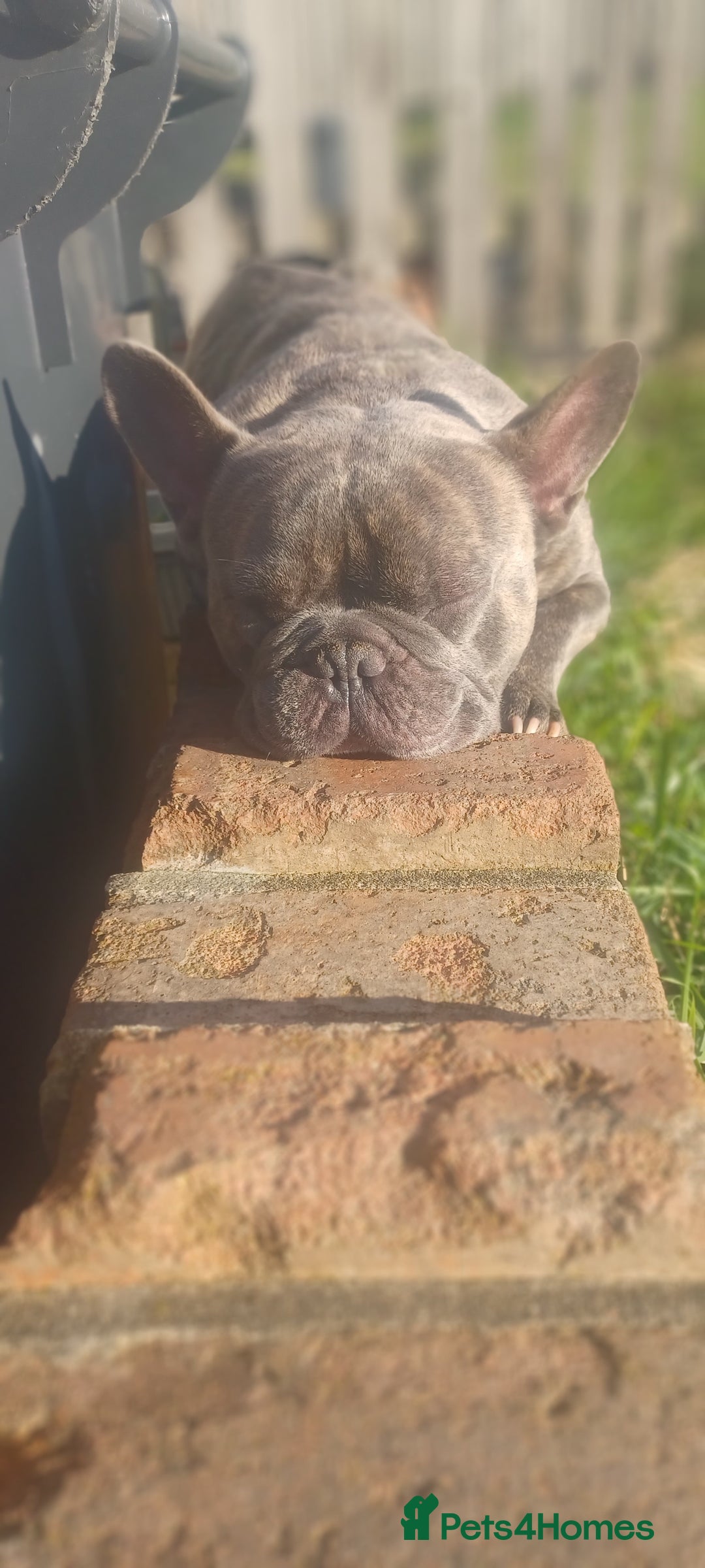 French Bulldog dogs for sale: French bulldog  - Image 2
