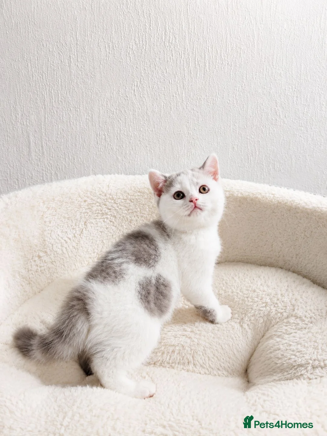British Shorthair cats for sale: British Shorthair Kitten  in Waltham Abbey - Advert 2