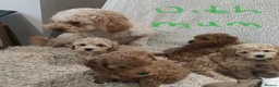 Cockapoo dogs for sale: Toy/mini Cockapoo f1b puppies  in Omagh - Advert 2