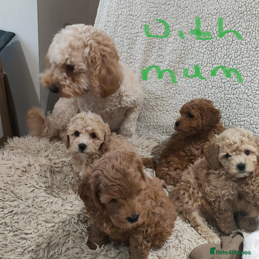 Cockapoo dogs for sale: Toy/mini Cockapoo f1b puppies  in Omagh - Advert 2
