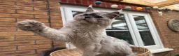 Ragcoon cats for sale: Cuteness Overload Incoming! Adorable Ragcoon Kitts - Advert 24