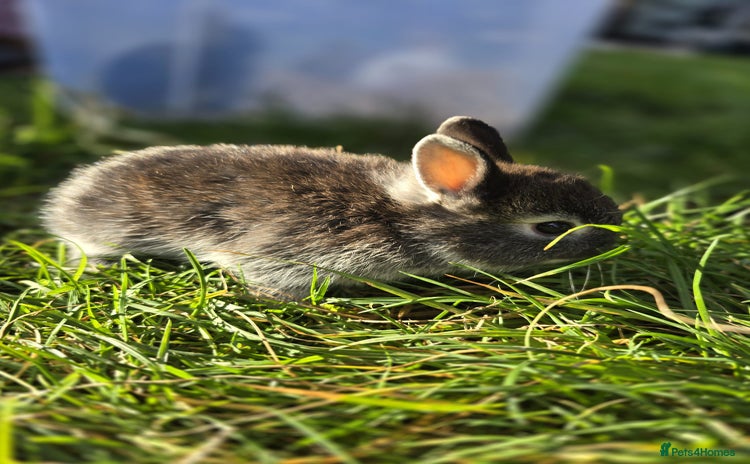 Netherland Dwarf rabbits - Advert 12