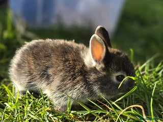 Netherland Dwarf rabbits - Advert 11