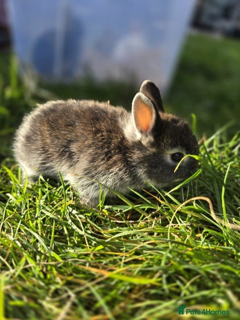 Netherland Dwarf rabbits - Advert 11