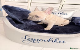 French Bulldog dogs for sale: Stunning platinum and lilac fawn boys and girls - Image 11
