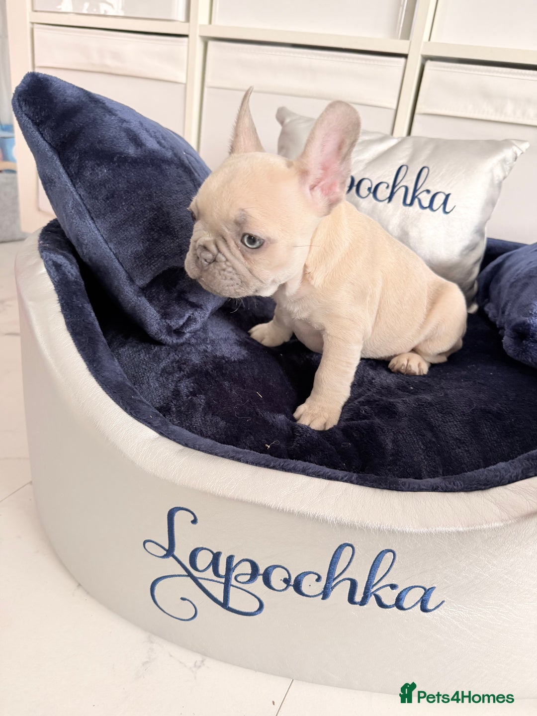 French Bulldog dogs for sale: Stunning platinum and lilac fawn boys and girls - Image 11