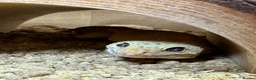 Leopard Gecko reptiles for sale: FEMALE leopard gecko  in Dunstable - Advert 1
